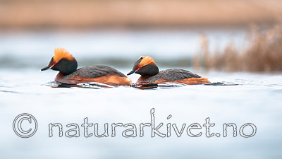 BB 10 0375 / Podiceps auritus / Horndykker